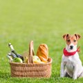 犬とのピクニックに…