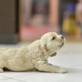 犬の危険な「鳴き方…