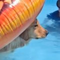 プールで『浮き輪』…