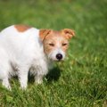 犬が『ウンチ』をし…
