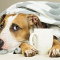 犬に絶対与えてはい…