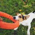 犬が『おもちゃを離…