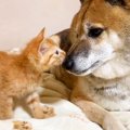 犬が子猫に『バンザ…