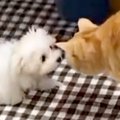 赤ちゃん犬と先住猫…