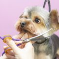 犬にとって『悪いペ…