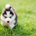 子犬を迎えたときに…