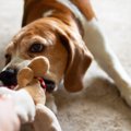 愛犬は大丈夫？『気…