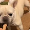 【犬との暮らし】フ…