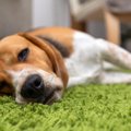 犬の寿命が短くなっ…