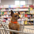 『犬OKのショッピン…