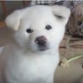 秋田犬の子犬が可愛…