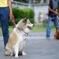 犬の体重を管理する…
