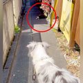 犬の散歩で細い道に…
