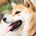 柴犬の目やにの原因…