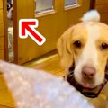 弟の犬とプチプチで…