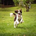 犬に『呼び戻し』を…