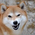 犬が『わがまま』を…
