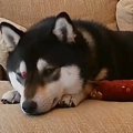 留守番中の犬を『ペ…