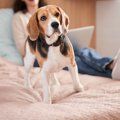 犬が反応しがちな『…