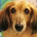 【獣医さんがオスス…