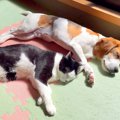 犬と猫の平和すぎる…