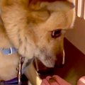 人の温もりを知らず…