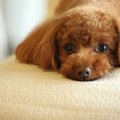 お願い～♡犬が飼い主…