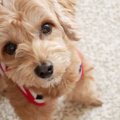 犬が真剣な表情で飼…