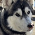 子どもが『大きい犬…