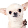 犬の狼爪（ろうそう…