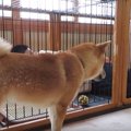 飼い主がケージに立…