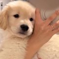 大型犬の赤ちゃんを…