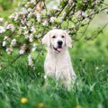 春に起こる『犬の熱…