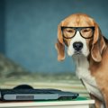 あなたの愛犬は？犬…