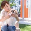 犬の歯が抜けた！適…