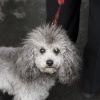 犬と夜の散歩でプチ…