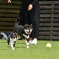 『やんちゃそうな犬…
