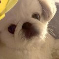 『腕枕』をしてくれ…