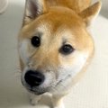 『犬を飼ってる方に…