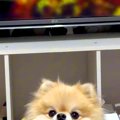アニメの重要なシー…