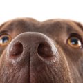 犬の鼻炎の症状は？…
