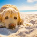 老犬にやりたい夏の…