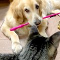 大型犬が『猫のおも…