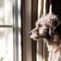 『神経質な犬』の特…