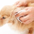 ケアは必須！犬の耳…