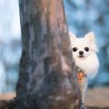 『犬見知り』な犬が…