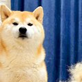 『AI画像かと間違え…
