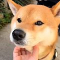 飼い主に撫でられる…
