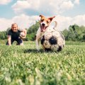 犬が頭を使う４つの…