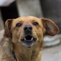 愛犬が吠えている時…